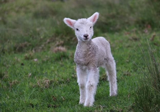 Fluffy baby lamb in green meadow